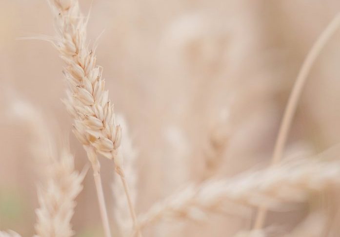 Wheat in a light cream colour.